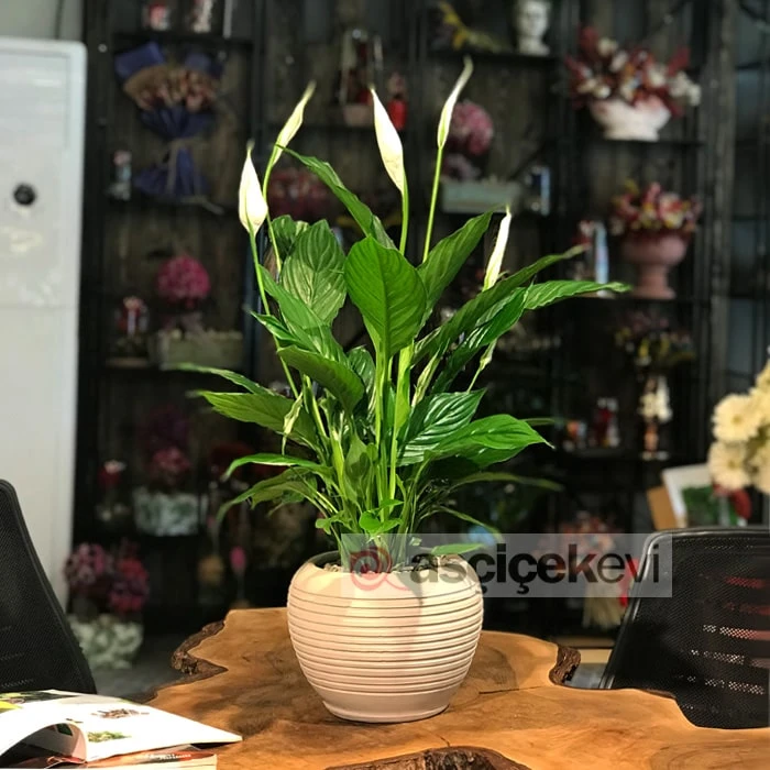 Barış Çiçeği - Spatifilyum