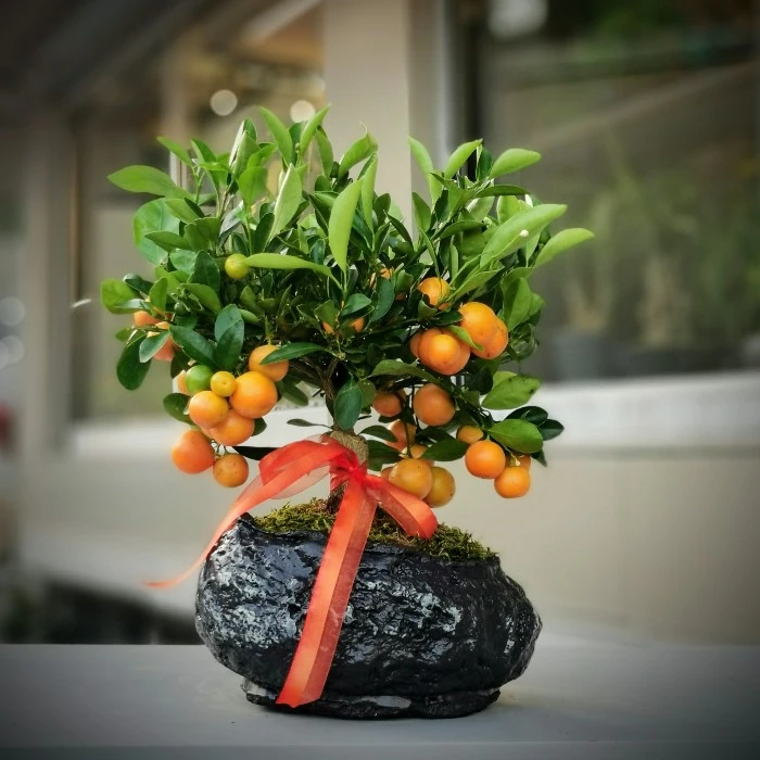 Mandalina Bonsai