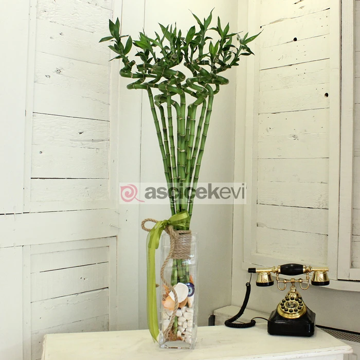 Bol Şanslar Getirsin