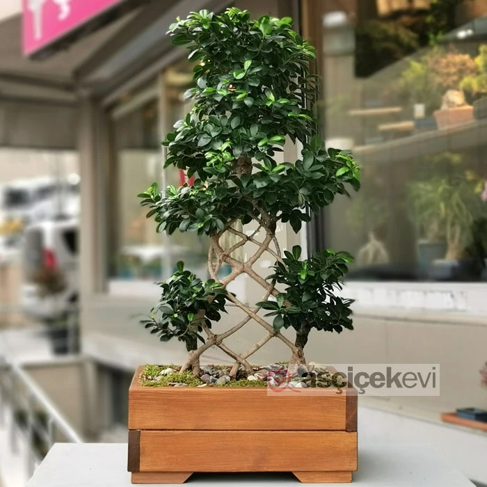 Kafes Örgü Ginseng Bonsai