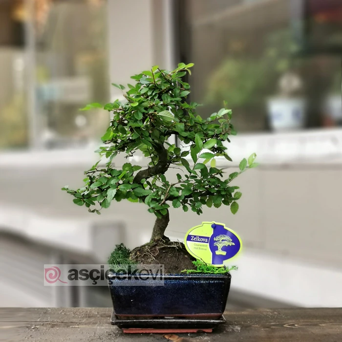 Zelkova Bonsai