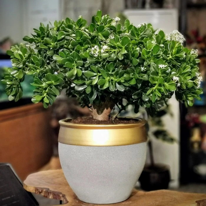 Crassula Bonsai