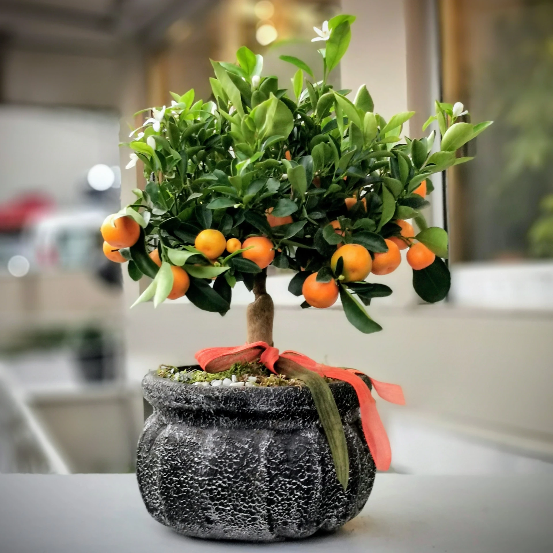 Minyatür Mandalina Ağacı