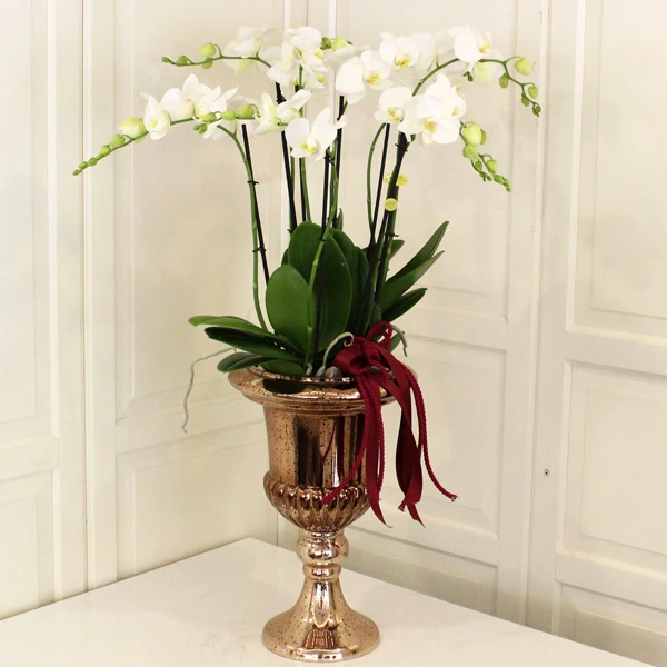 6 Dallı Beyaz Orkide