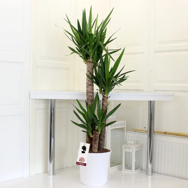 3 Köklü Yucca Bitkisi