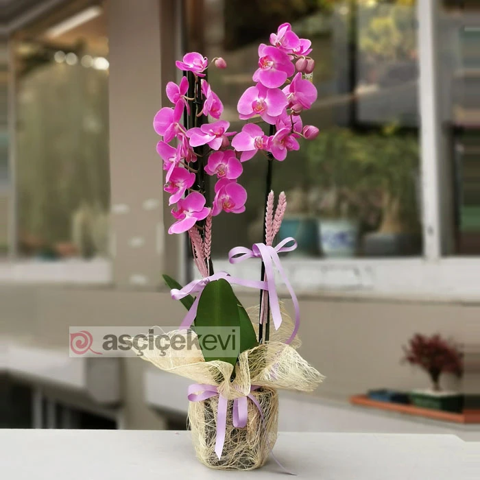 2 Dallı Fuşya Orkide