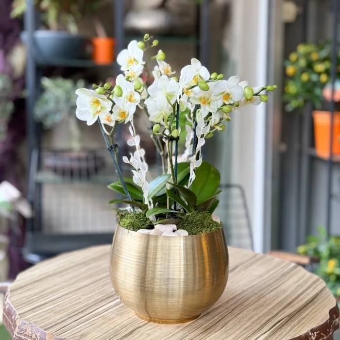 Beyaz Bougetto Orkide