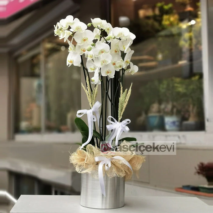 Metal Saksıda Orkideler