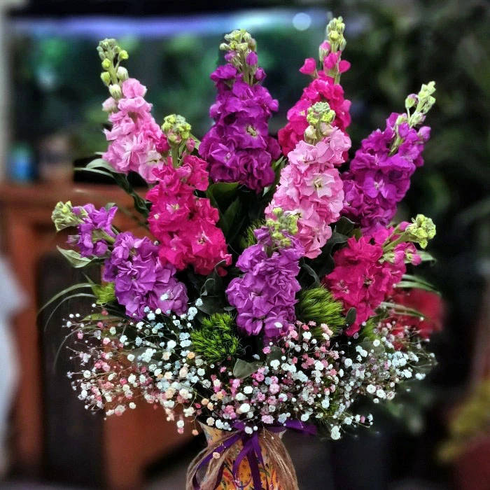 Mis Kokulu Şebboylar