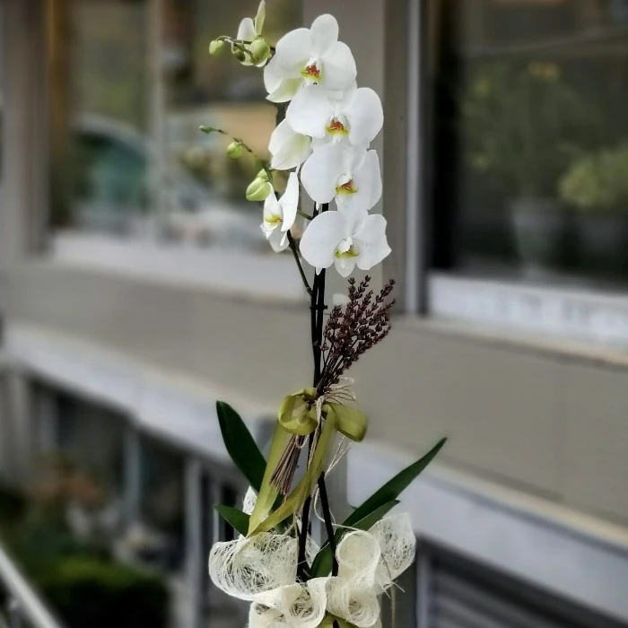 Tek Dallı Beyaz Orkide