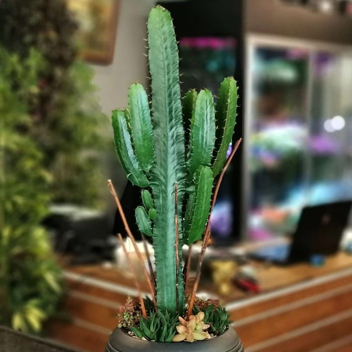 Eforbia Kaktüs ve Sukkulentler