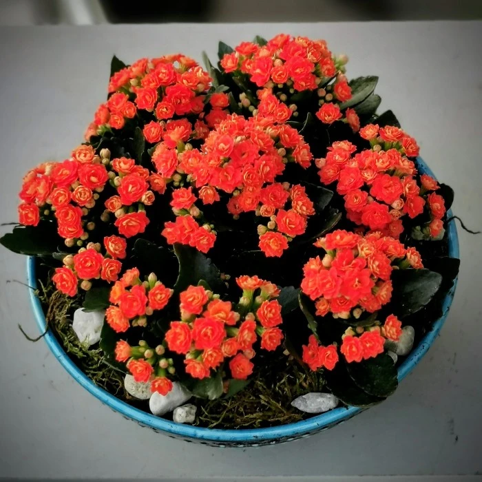 Turuncu Kalanchoe