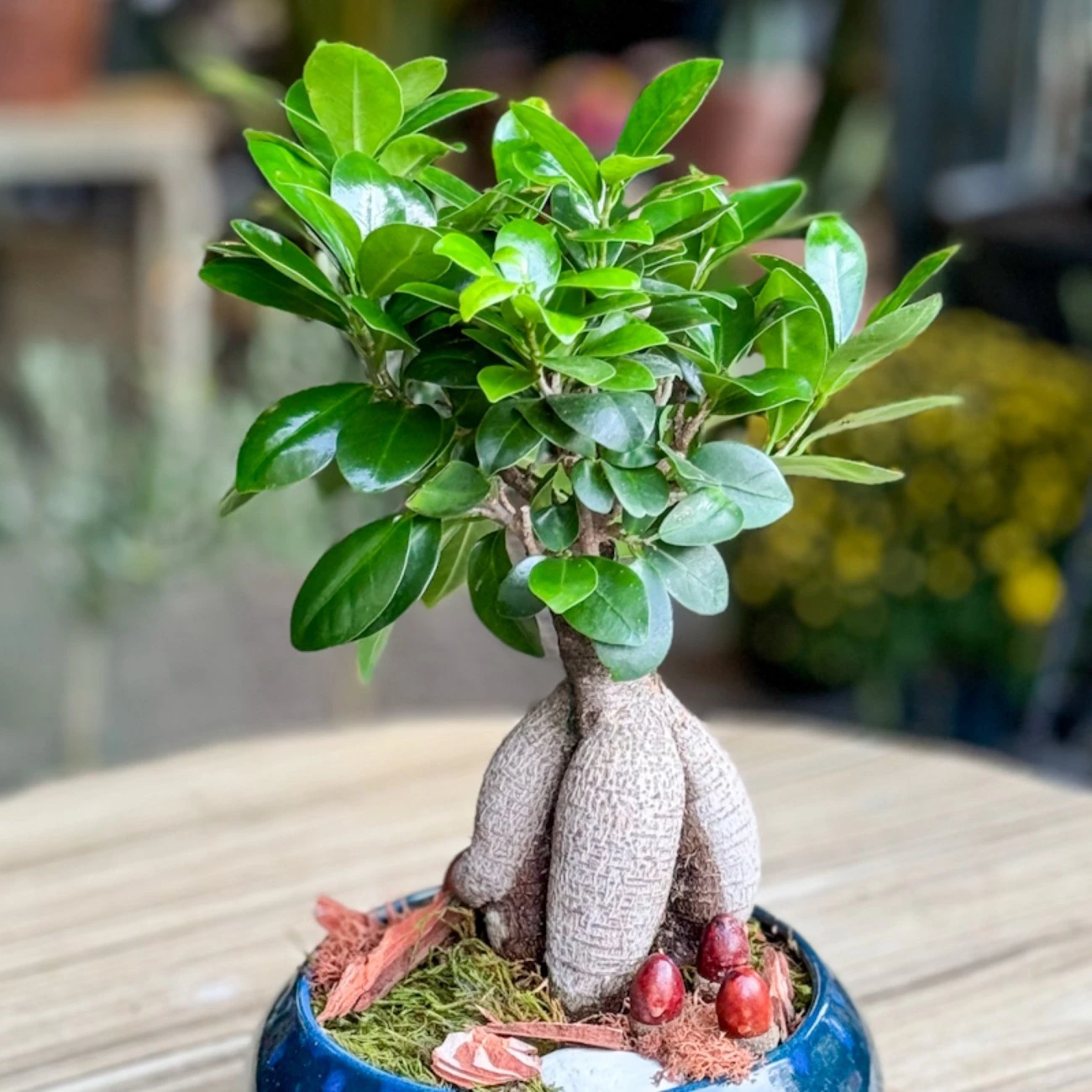 Küçük Ginseng Bonsai