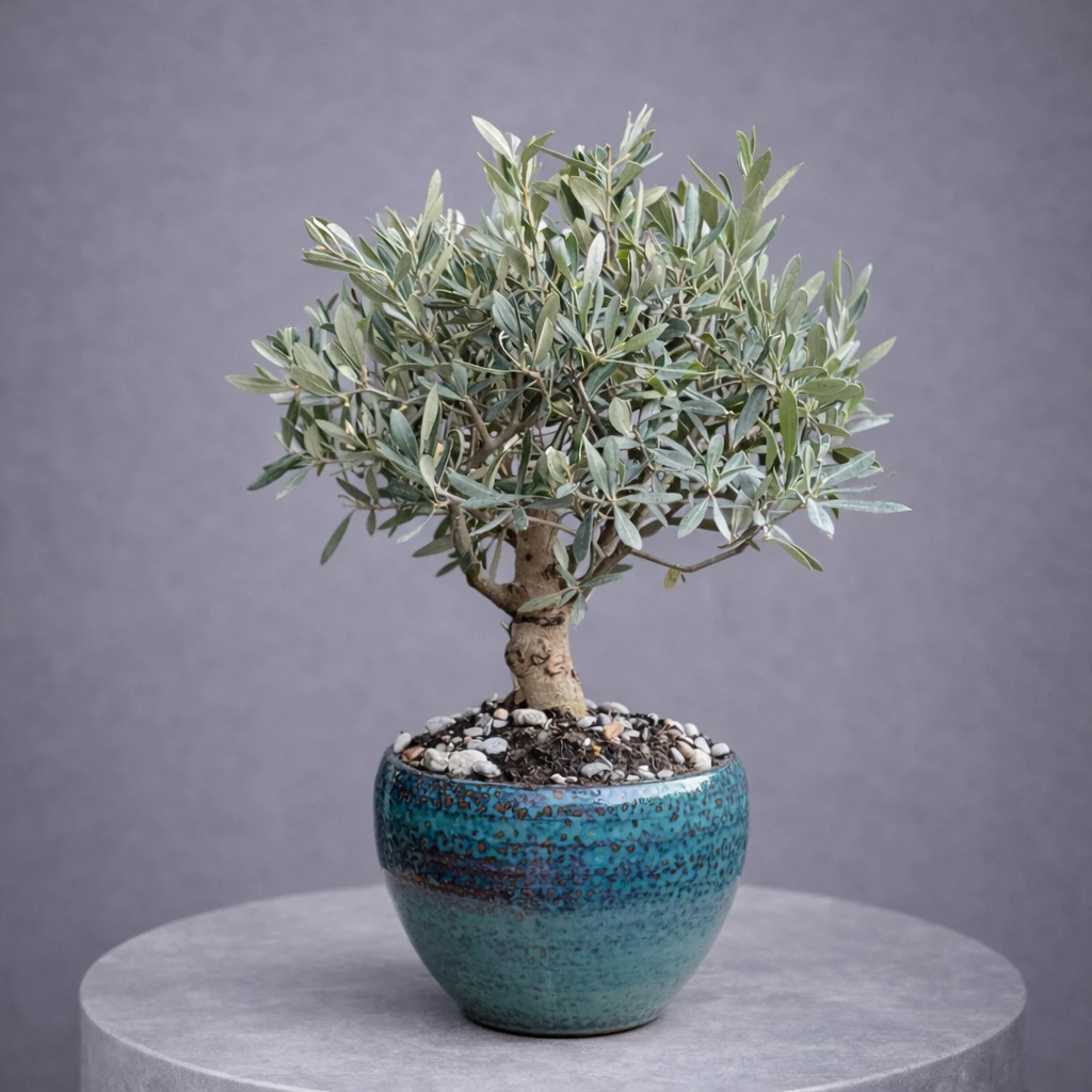 Olive -Zeytin- Bonsai