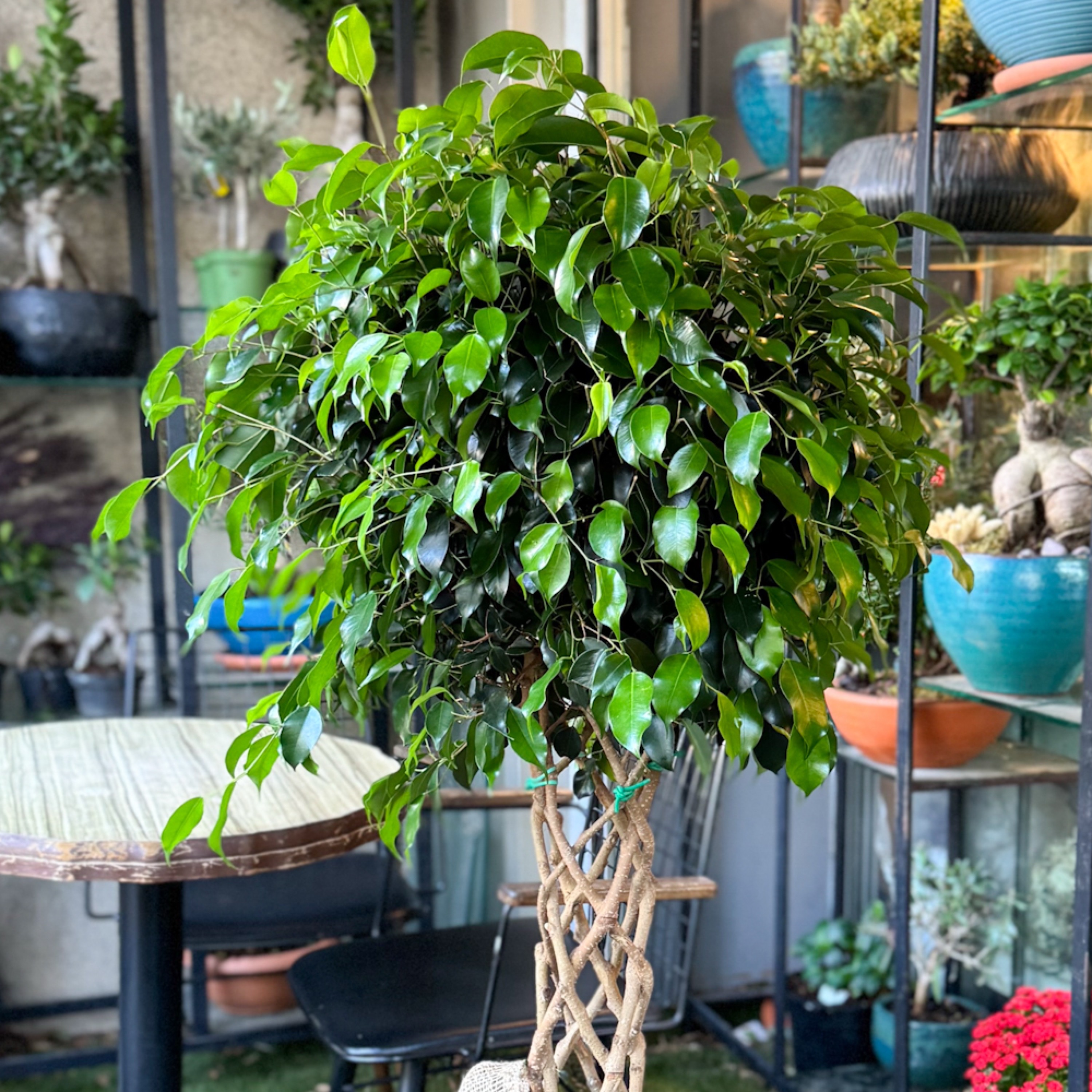 Kafes Örgü Ficus