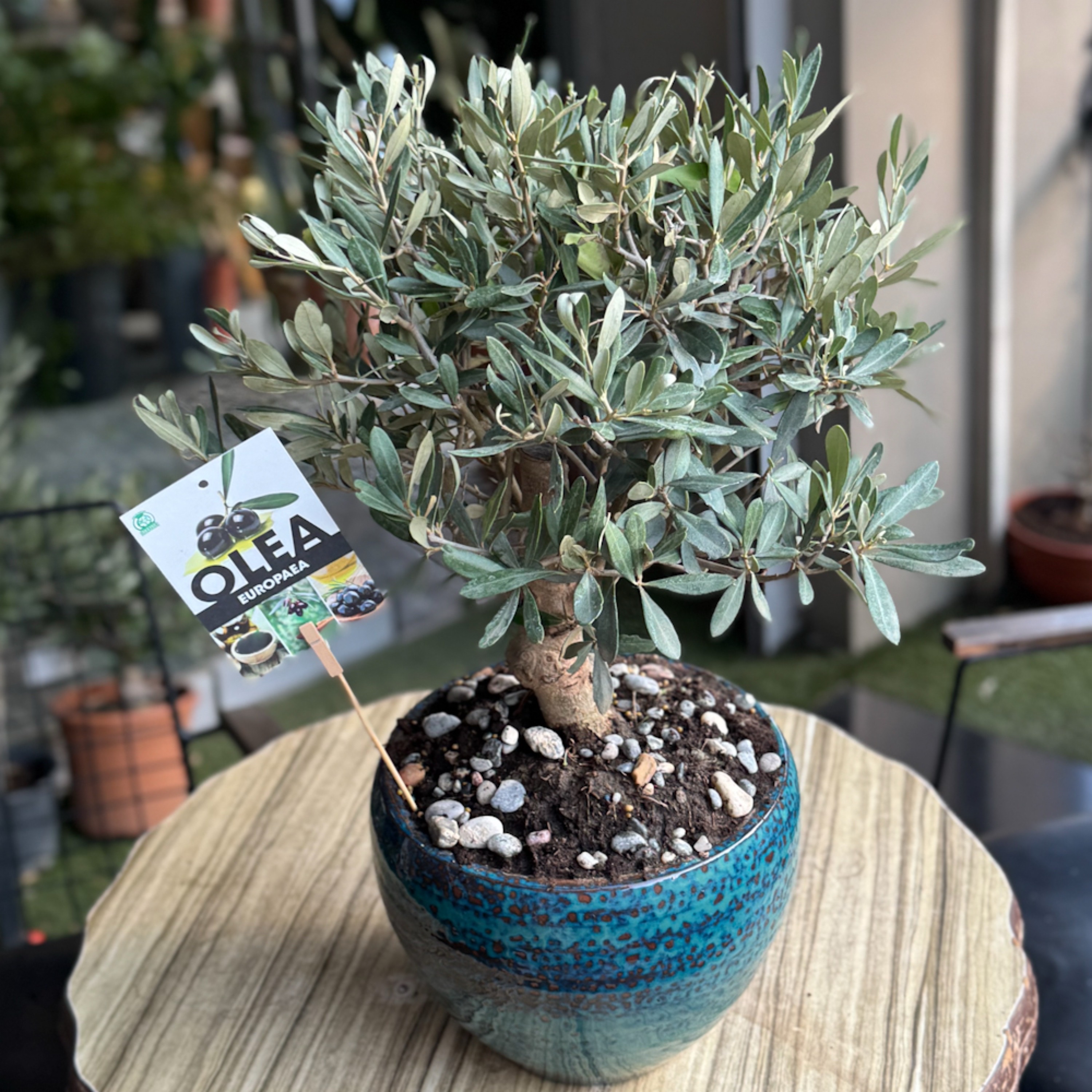 Olive -Zeytin- Bonsai