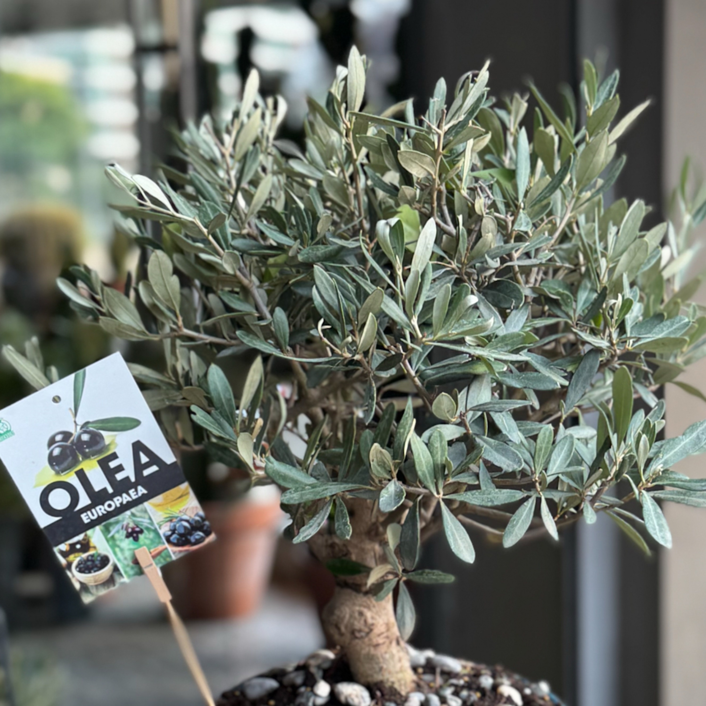 Olive -Zeytin- Bonsai