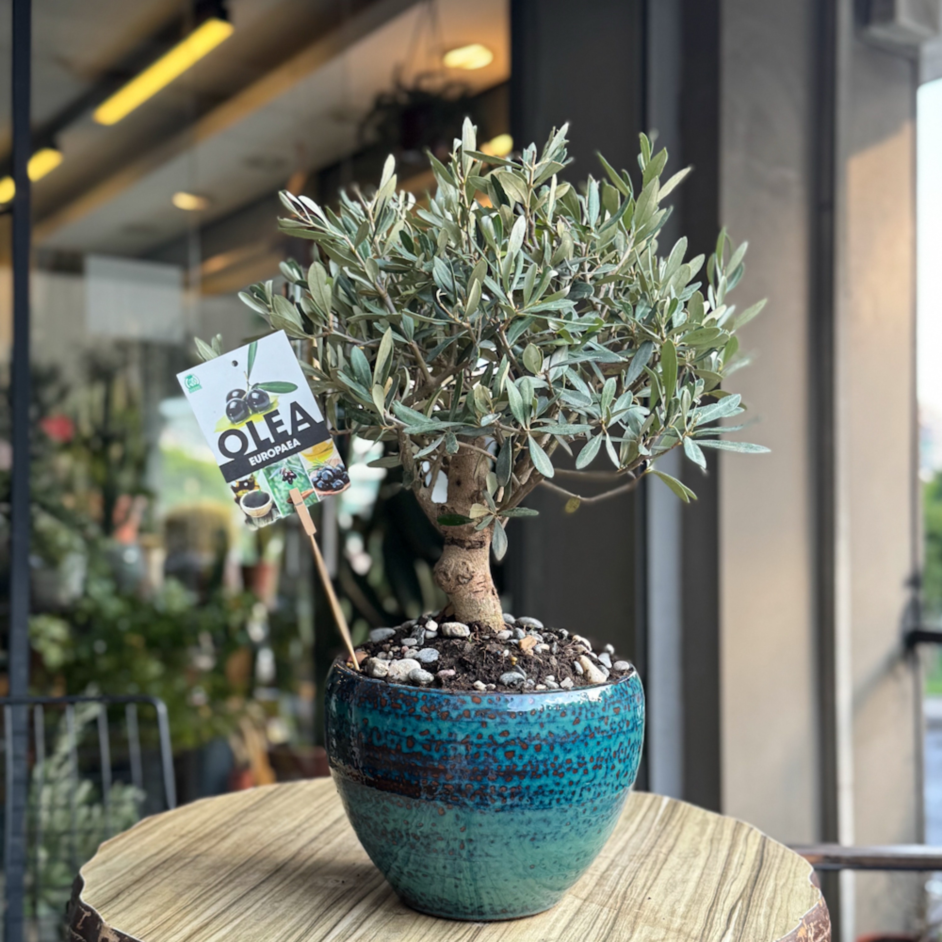 Olive -Zeytin- Bonsai