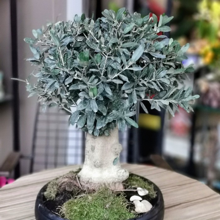 Olive -Zeytin- Bonsai