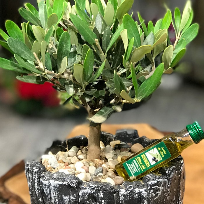 Zeytin Bonsai