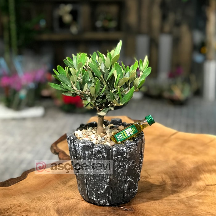 Zeytin Bonsai