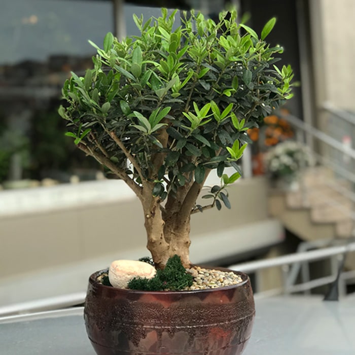 Zeytin Bonsai